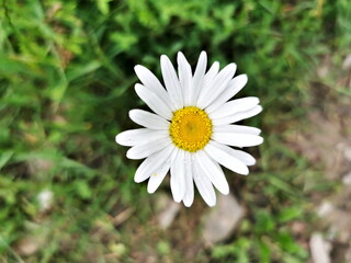 Fototapeta premium Daisy with rain drops on the petals.