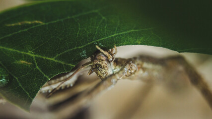 stick insect horned head macro photography camouflage terrarium breeding insect eating green leaf feeding animal