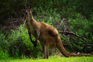 Male Western Grey Kangaroo, sitting upright, in its natural habitat in Southwest Western Australia, lateral view