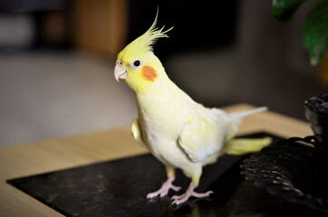 Nymphicus hollandicus amarelo em cima da mesa