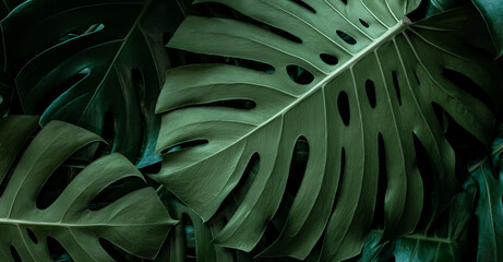 Obraz na płótnie Canvas closeup monstera leaf background, tropical leaf, abstract green leaf texture