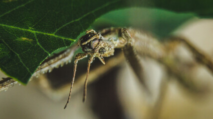 stick insect horned head macro photography camouflage terrarium breeding insect eating green leaf feeding animal