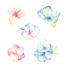 Watercolor set of inflorescence flowers hydrangea pink and blue colors. Floral illustration isolated on white background.