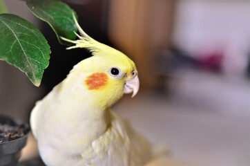 Nymphicus hollandicus amarelo atento