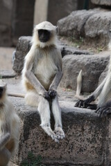 monkey,  black face, asian monkey