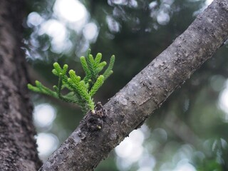 close up of a tree in spring