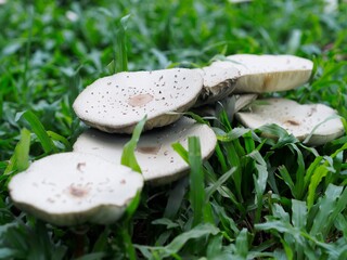 mushroom in the grass