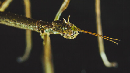 Obraz na płótnie Canvas stick insect horned head macro photography camouflage terrarium breeding