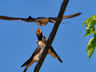 Barn Swallow, hirundo rustica, feeding its Young