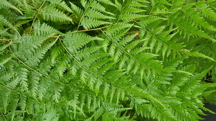 green fern leaves
