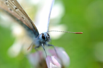 Buttefly in macro