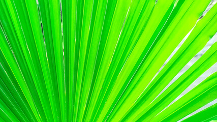 Obraz premium Trachycarpus palm leaf background. Tropical palm leaves. Concept summer holidays, vacation and relaxation, sea and beach. Close up