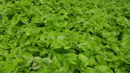 fresh green lettuce