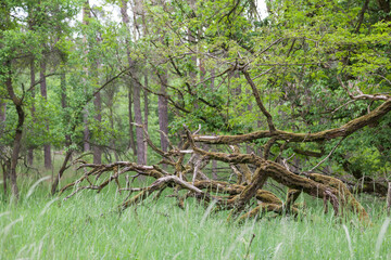 Totholz im Wald