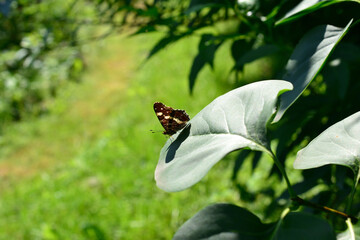 Butterfly on leaf