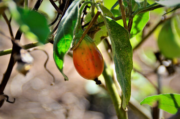 Na horta o legume da Gilo Group amadurecendo