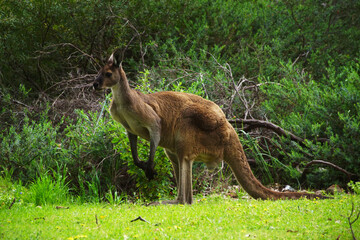 Male Western Grey Kangaroo, sitting upright, in its natural habitat in Southwest Western Australia, lateral view
