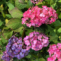 Obraz premium French hydrangea (hydrangea macrophylla) bush with pink, magenta, purple blossoms