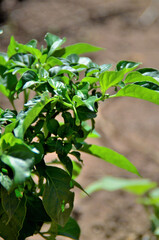 Capsicum crescendo na horta no quintal