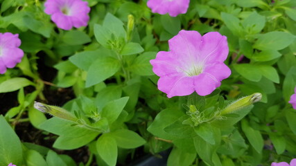 pink flowers in the garden