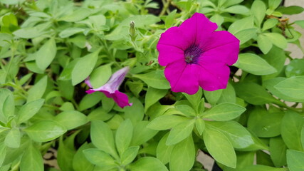 purple flowers in the garden