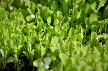 Várias mudas de Lactuca sativa crescendo