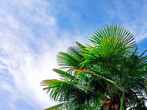 Tropical palm tree on blue sky background. Concept summer holidays, vacation and relaxation, sea and beach. Copy space