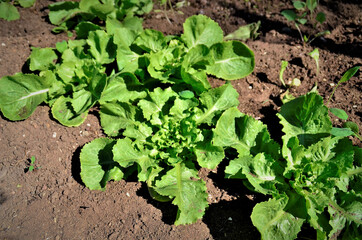 Pequenas lactuca sativa na horta crescendo
