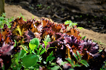 Várias lactuca sativa roxa crescendo no quintal