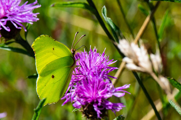 papillon citron sur cirse des champs
