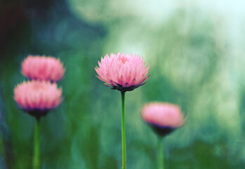 Vintage impressionist painterly style pink Australian Everlasting Daisy. Grunge textured effect.