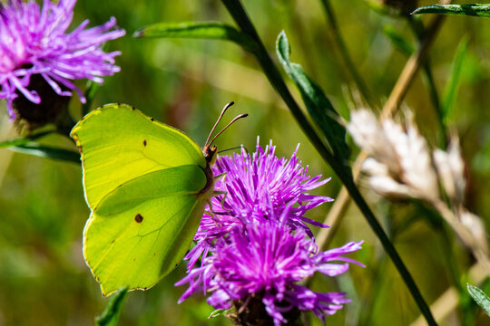 papillon citron sur cirse des champs
