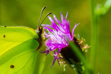 papillon citron sur cirse des champs
