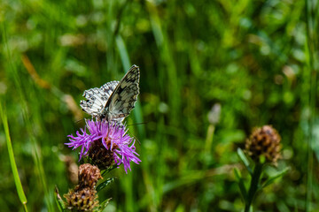 demi deuil sur cirse des champs