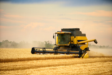 Combine harvesters working in wheat field with cloudy moody sky. Harvesting machine driver cutting crop in a farmland. Agriculture theme, harvesting season.