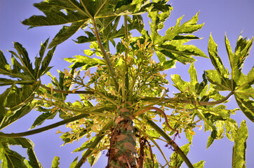 Carica papaya com diversas flores no quintal