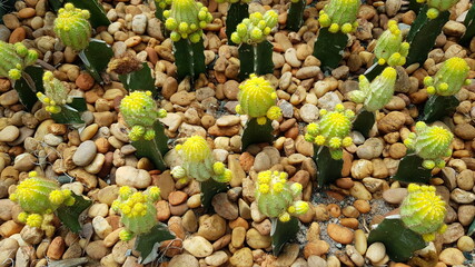 cactus in the desert