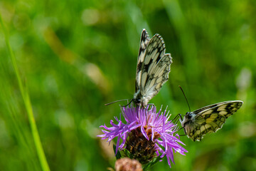 demi deuil sur cirse des champs