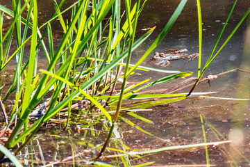 grenouille verte