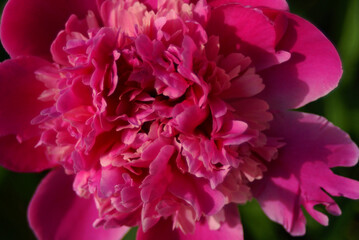 Red peony in the middle of spring