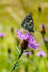 Obraz premium demi deuil sur cirse des champs