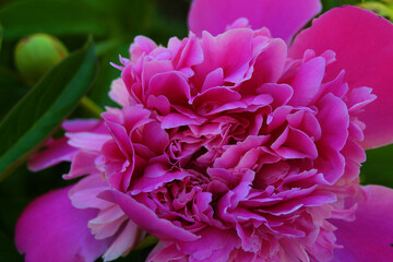 Pink  peony in the middle of spring
