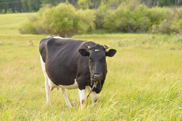 A large black and white cow in a meadow at sunset looks at the camera. Copy space, selective focus.