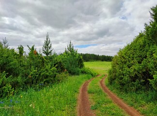 Fototapeta na wymiar winding road passing between green pines in a field against a cloudy sky