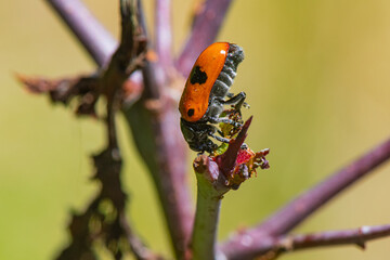 Cryptocéphale à deux points