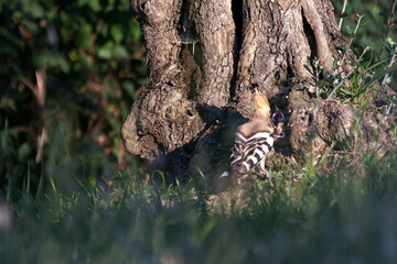 wildlife. hoopoe that feeds its young in the nest