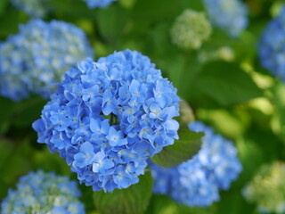 紫陽花①