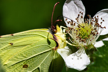 papillon citron sur fleur de murier 