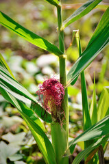 Espiga com cabelo vermelho na horta