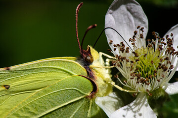 papillon citron sur fleur de murier 